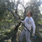 Agriturismo Nonna Cecilia: raccolta olive