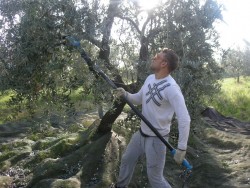 Agriturismo Nonna Cecilia: raccolta olive