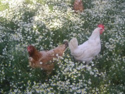 Agriturismo Nonna Cecilia: le nostre galline, allevate a terra
