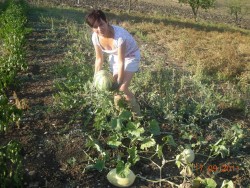Agriturismo Nonna Cecilia: produzione nell'orto